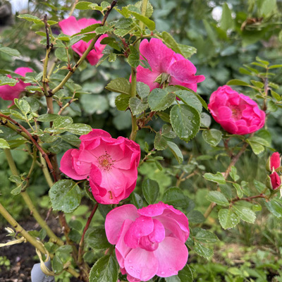 roza-floribunda-angela-nastoyashhee-chudo