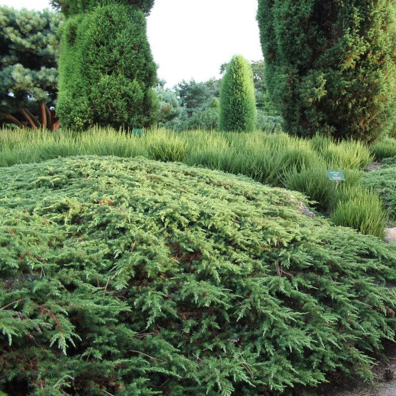 Можжевельник обыкновенный Green Carpet