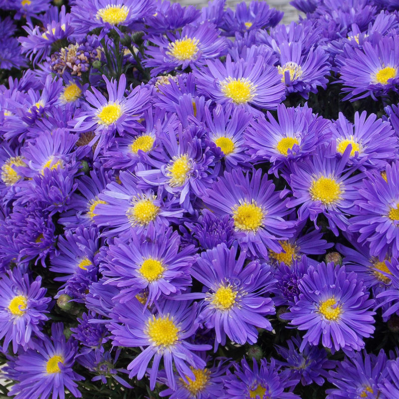 Астра кустарниковая (цветы сине-фиолетовые)