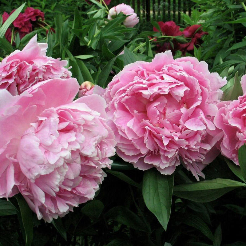 Пион молочноцветковый Sarah Bernhardt