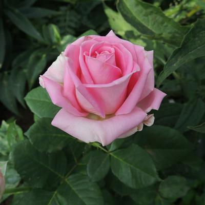 Роза чайно-гибридная Aqua