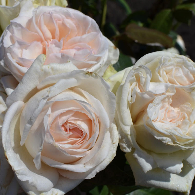 Роза чайно-гибридная White O'Hara