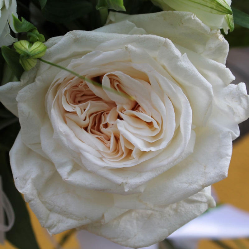 Роза чайно-гибридная White O'Hara